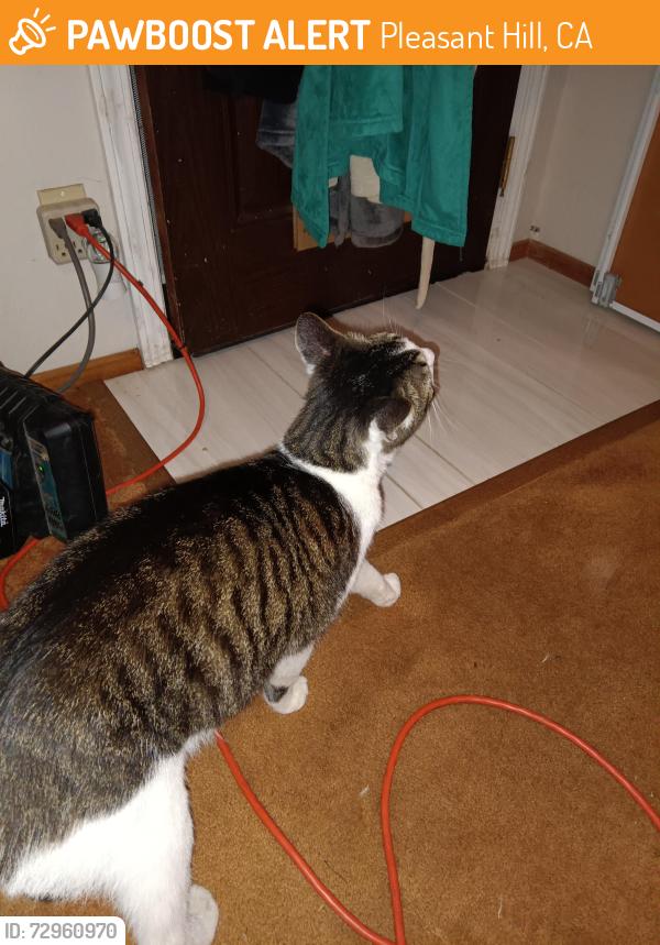 Found/Stray Unknown Cat last seen Near milburn dr, Pleasant Hill, CA 94523