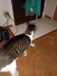 Found/Stray Unknown Cat last seen Near milburn dr, Pleasant Hill, CA 94523