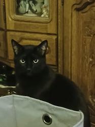Lost Male Cat last seen Near NE Marketplace Dr Redmond, Wa , Redmond, WA 98053