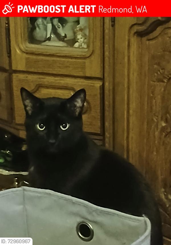 Lost Male Cat last seen Near NE Marketplace Dr Redmond, Wa , Redmond, WA 98053