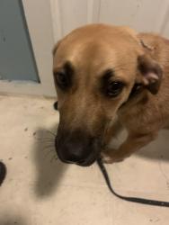 Found/Stray Male Dog last seen Near Jacksboro Hwy, Fort Worth, TX 76114, Fort Worth, TX 76114