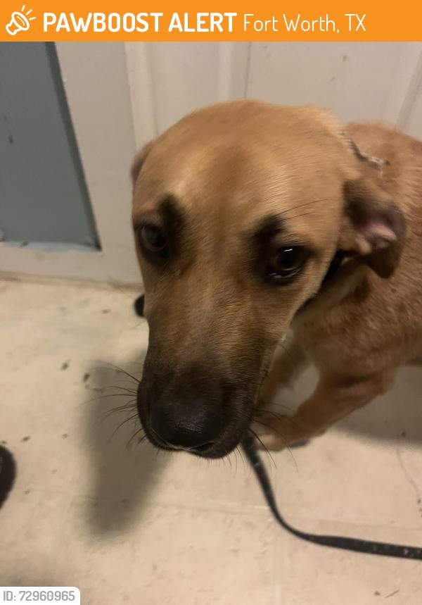 Found/Stray Male Dog last seen Near Jacksboro Hwy, Fort Worth, TX 76114, Fort Worth, TX 76114