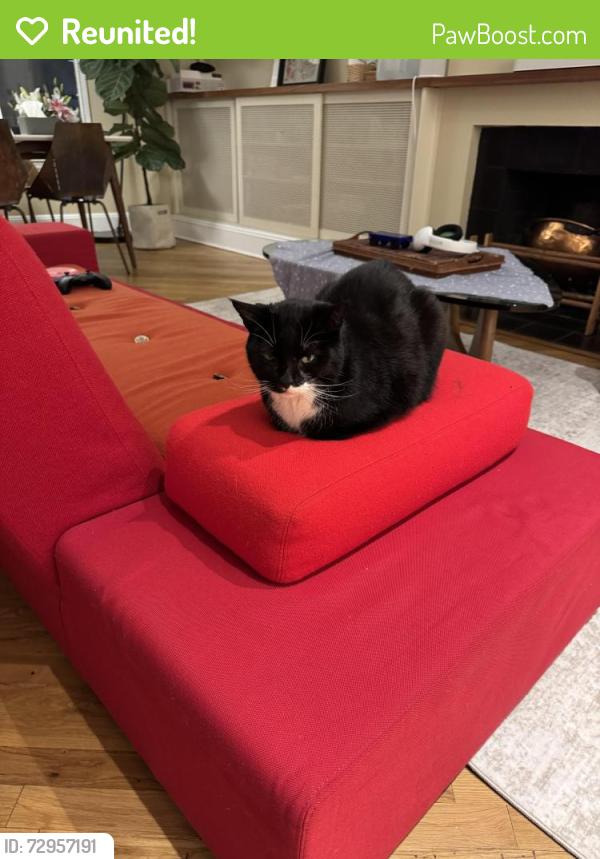 Reunited Male Cat last seen Near south Portland Avenue , Brooklyn, NY 11217