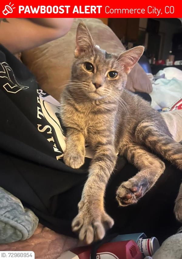 Lost Male Cat last seen 64th & Monaco commerce City Colorado, Commerce City, CO 80022