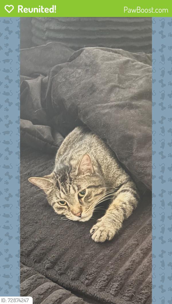 Reunited Male Cat last seen Lakeview and Silverdale ( 151st ), Orland Park, IL 60462