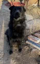 Lost Male Dog last seen Near Los Lunas Prison , Los Lunas, NM 87031