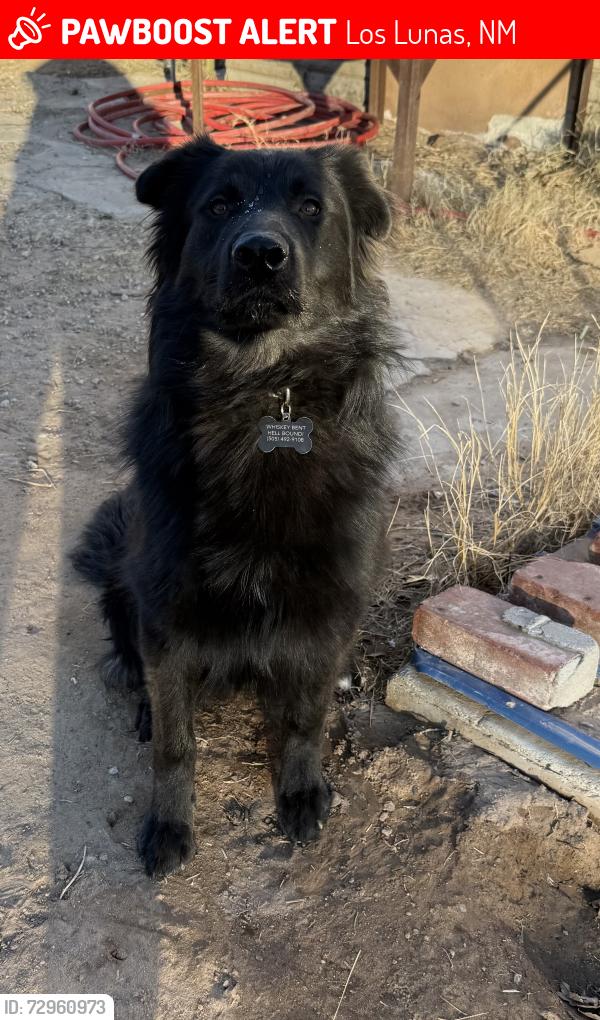 Lost Male Dog last seen Near Los Lunas Prison , Los Lunas, NM 87031