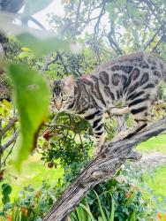 Reunited Male Cat last seen Morrisons Academy, Gordon Rd. Hill Street, Perth and Kinross, Scotland PH7