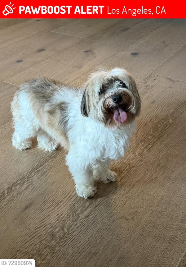 Lost Male Dog last seen Near Sunset Crest Drive, Los Angeles, CA 90046