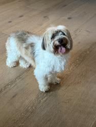 Lost Male Dog last seen Near Sunset Crest Drive, Los Angeles, CA 90046