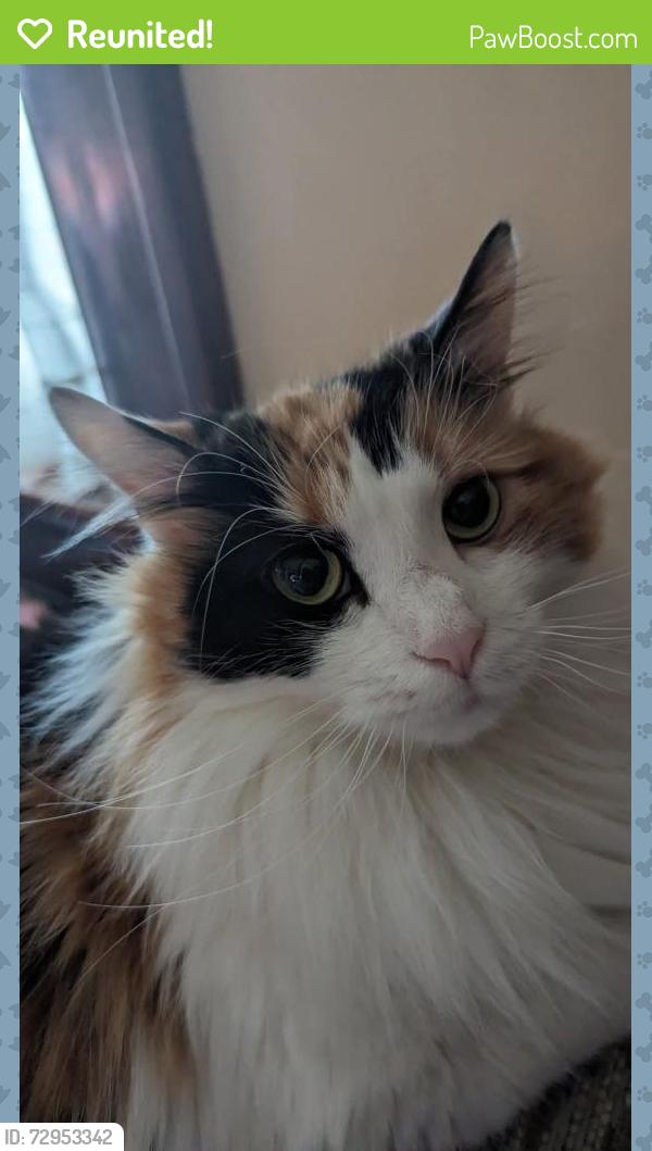 Reunited Female Cat last seen Near Canton Rd , Uniontown, OH 44685