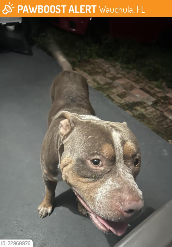 Found/Stray Male Dog last seen Altman road & s Florida ave , Wauchula, FL 33873