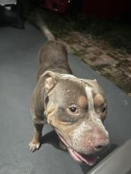 Found/Stray Male Dog last seen Altman road & s Florida ave , Wauchula, FL 33873