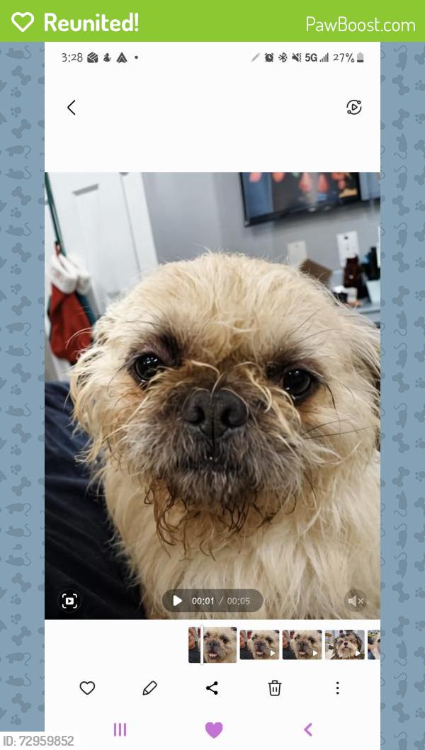 Reunited Male Dog last seen Leamington and monroe, Chicago, IL 60644