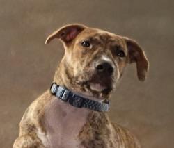 Lost Female Dog last seen Muskogee rd, Cantonment, FL 32533