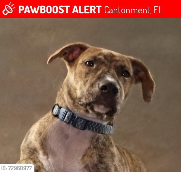 Lost Female Dog last seen Muskogee rd, Cantonment, FL 32533