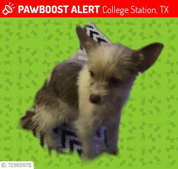 Lost Female Dog last seen The Ivy apmt on Harvey road , College Station, TX 77840