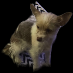 Lost Female Dog last seen The Ivy apmt on Harvey road , College Station, TX 77840