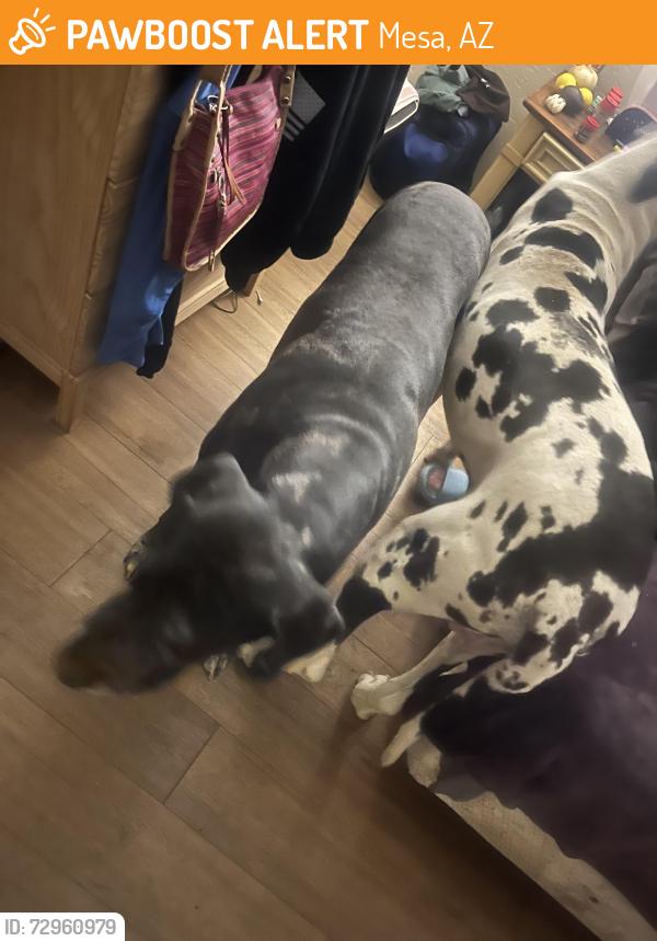 Found/Stray Male Dog last seen Power Road & McKellips , Mesa, AZ 85207