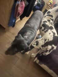 Found/Stray Male Dog last seen Power Road & McKellips , Mesa, AZ 85207
