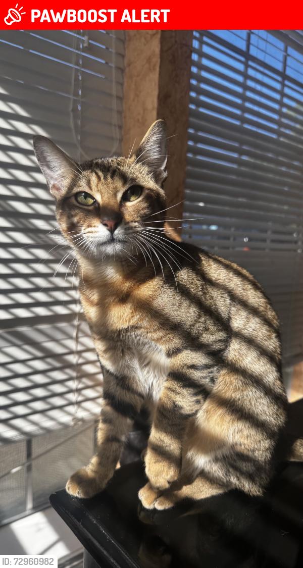 Lost Male Cat last seen gas, Lakewood Glen Trails, TX 77429