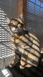 Lost Male Cat last seen gas, Lakewood Glen Trails, TX 77429