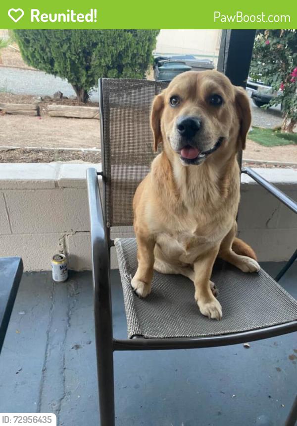 Reunited Male Dog last seen Near S Poplar Ave, Brea, CA 92821, USA, Brea, CA 92821
