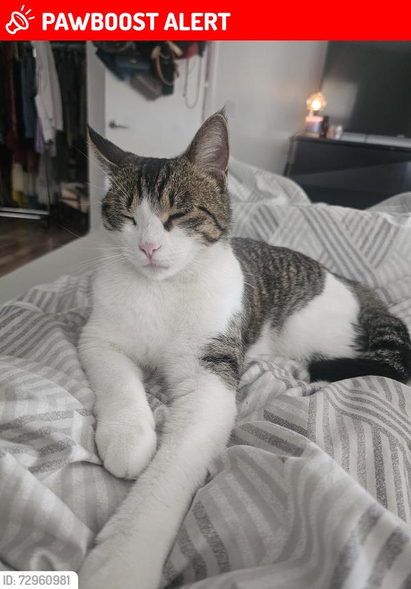 Lost Female Cat last seen Always around country ln doesnt go far, North Merritt Island, FL 32953
