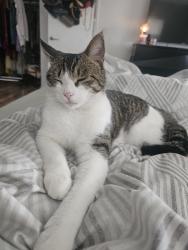 Lost Female Cat last seen Always around country ln doesnt go far, North Merritt Island, FL 32953