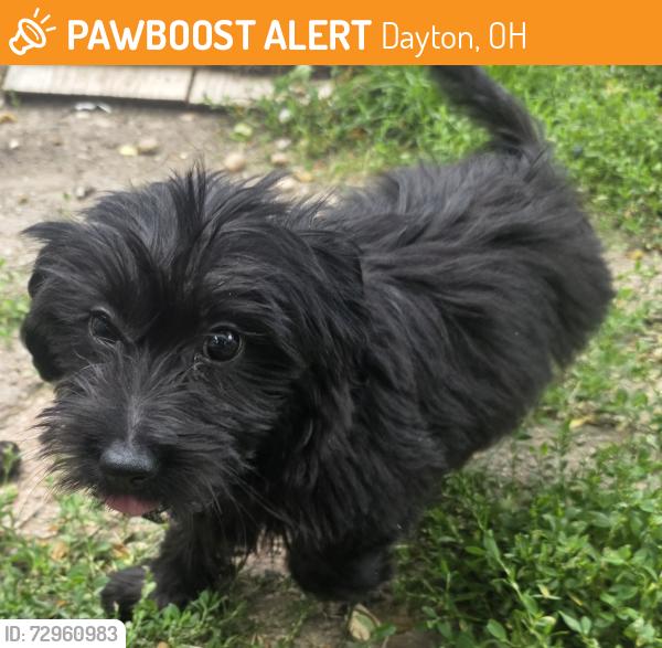 Found/Stray Female Dog last seen Riverside Dr , Dayton, OH 45405