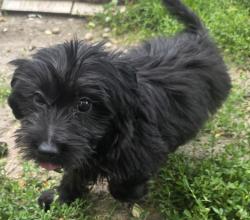 Found/Stray Female Dog last seen Riverside Dr , Dayton, OH 45405