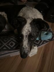 Reunited Male Dog last seen Old 25 South and Bobs Creek Rd, Henderson County, NC 28790