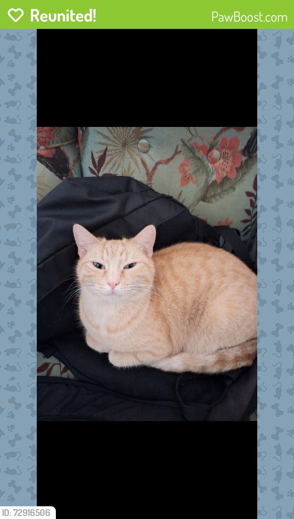Reunited Female Cat last seen Across from the baseball park, Quakers Hill, NSW 2763