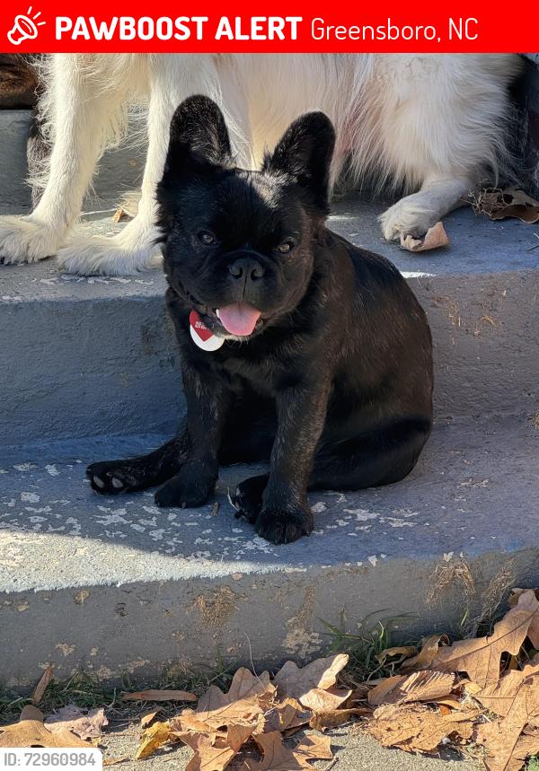 Lost Male Dog last seen Gregory and Haywood , Greensboro, NC 27403