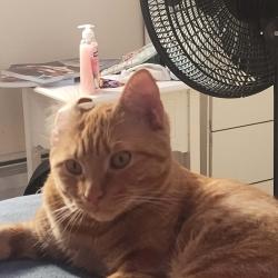 Reunited Male Cat last seen Near us route 1 edgecomb Maine , Edgecomb, ME 04556