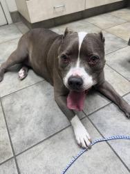 Lost Female Dog last seen Copperfield Rd , College Station, TX 77845