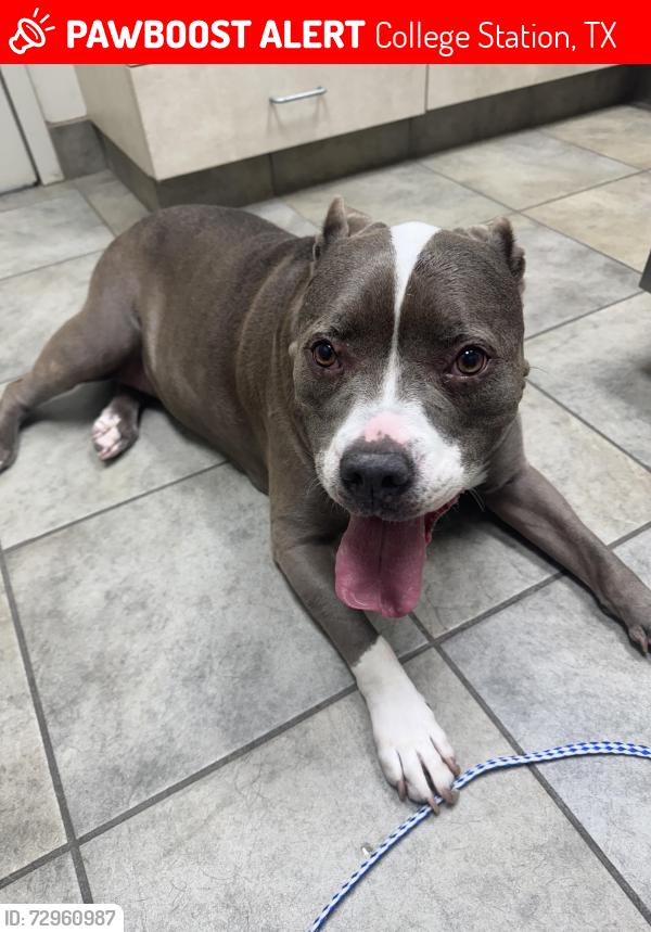 Lost Female Dog last seen Copperfield Rd , College Station, TX 77845