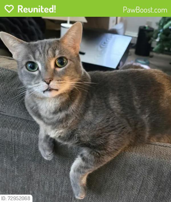 Reunited Female Cat last seen North Star Street, W 36th Avenue, Anchorage, AK 99503