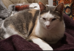 Lost Female Cat last seen Stuyvesant Ave & Willoughby Ave, Brooklyn, NY 11206