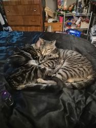 Lost Male Cat last seen Sw ellerson st, Beaverton, OR 97007