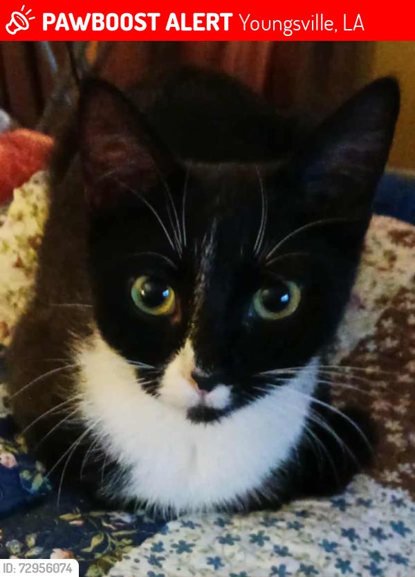 Lost Female Cat last seen SOUTHFORK DRIVE, Youngsville, LA 70592