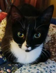 Lost Female Cat last seen SOUTHFORK DRIVE, Youngsville, LA 70592