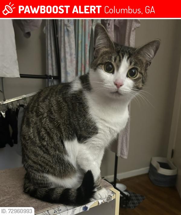 Lost Female Cat last seen Emily Drive , Columbus, GA 31909