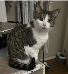 Lost Female Cat last seen Emily Drive , Columbus, GA 31909