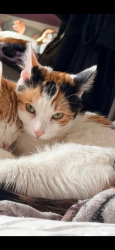 Lost Female Cat last seen Maybole but may have jumped into delivery van, Maybole, Scotland KA19