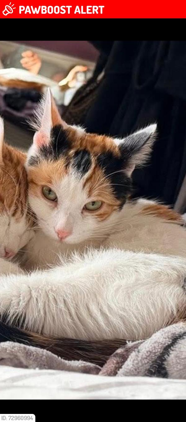 Lost Female Cat last seen Maybole but may have jumped into delivery van, Maybole, Scotland KA19