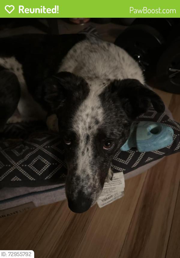 Reunited Male Dog last seen Old 25 South and Bobs Creek Rd, Henderson County, NC 28790