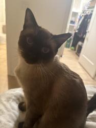 Lost Male Cat last seen Irvine center and encanto, Irvine, CA 92603