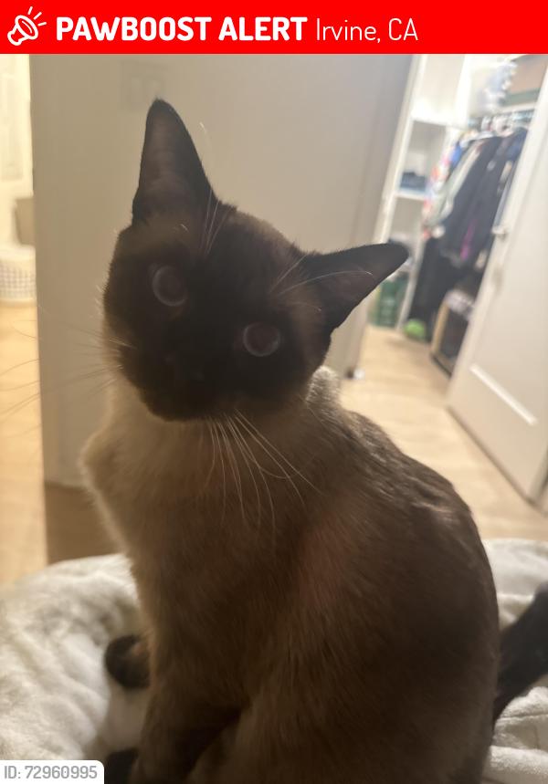 Lost Male Cat last seen Irvine center and encanto, Irvine, CA 92603