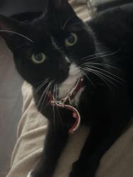 Reunited Female Cat last seen Park avenue, Southern Road, Heywood Grove. Sale., Greater Manchester, England M33